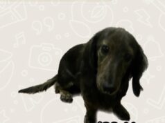 Cómo hacer stickers con iPhone en iOS 16 como crear sticker iphone iOS16